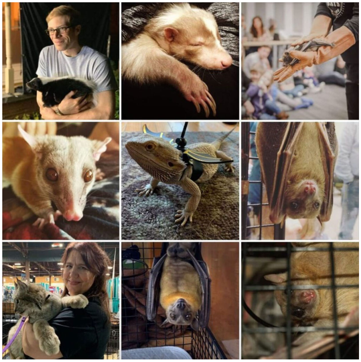 Incredible Bats